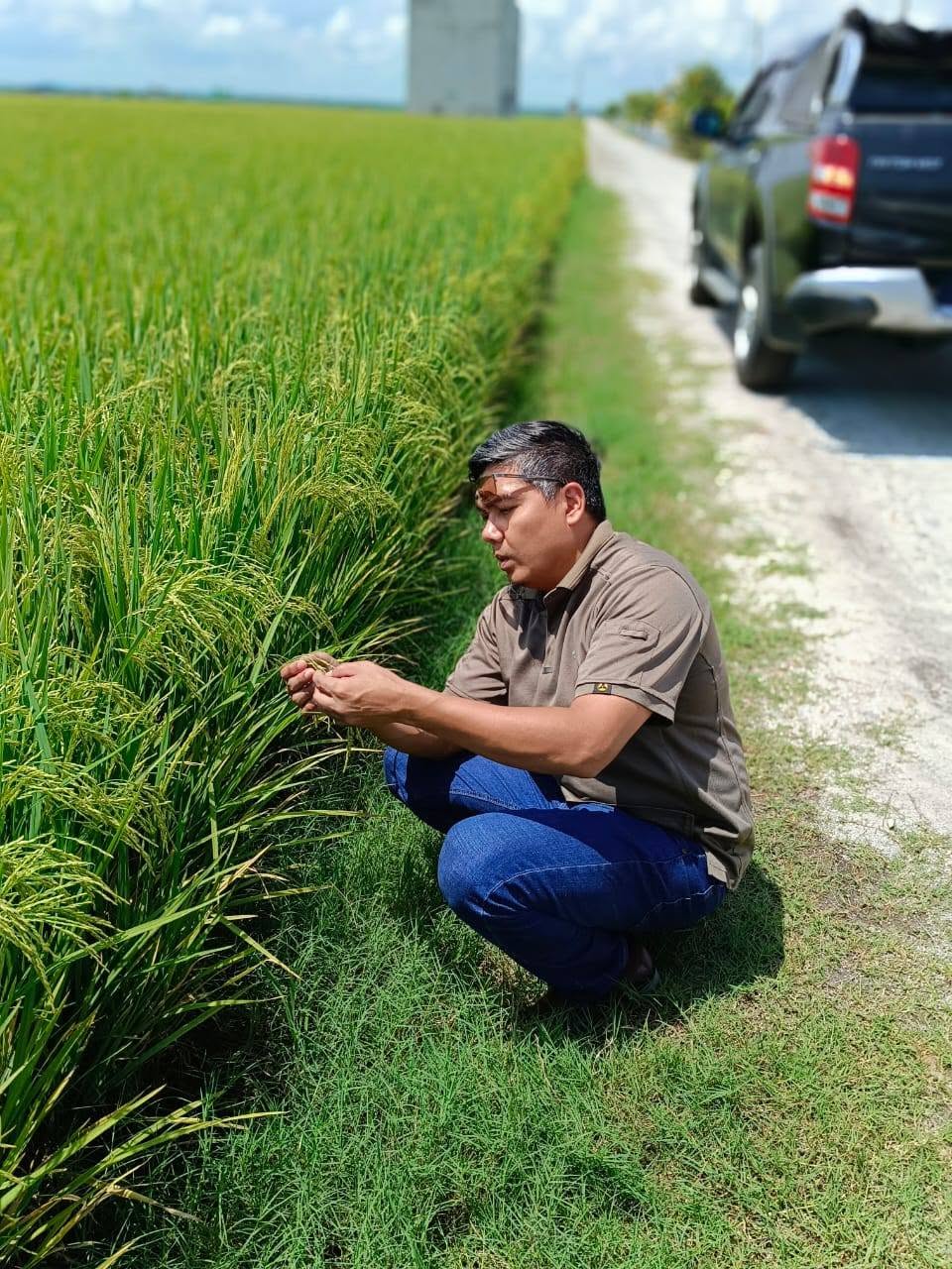 Imej Pusat Benih Padi 02