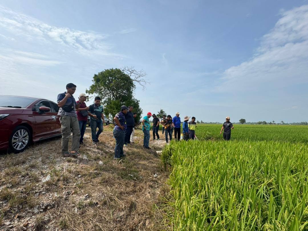 Imej Pusat Benih Padi 03
